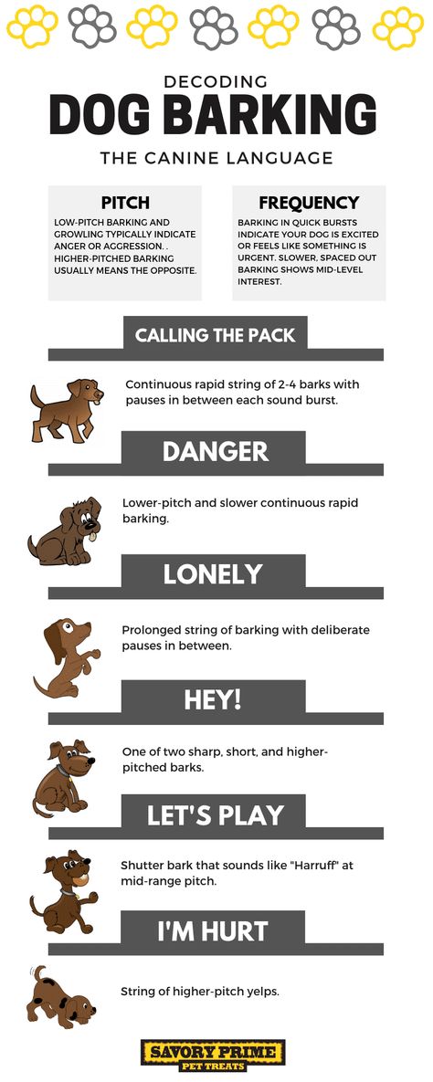 Dog Bark, Dog Body Language, Dog Remedies, Dog Language, Dog Facts, Dog Info, Types Of Dogs, Dog Care Tips, Pet Care Tips