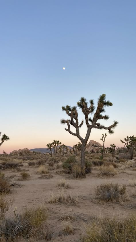 Desert Aesthetic, Art Photography Portrait, Desert Dream, Desert Life, Cool Backgrounds Wallpapers, Summer Backgrounds, Desert Landscape, Joshua Tree, Pretty Places