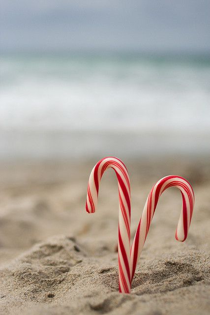 Holiday card. Maybe I'll use this since I'll be in Florida for a while. Christmas Beach Photos, Beach Christmas Pictures, Aussie Christmas, Florida Christmas, Beachy Christmas, Coastal Holiday, Beach Holidays, Tropical Christmas, Beach Christmas