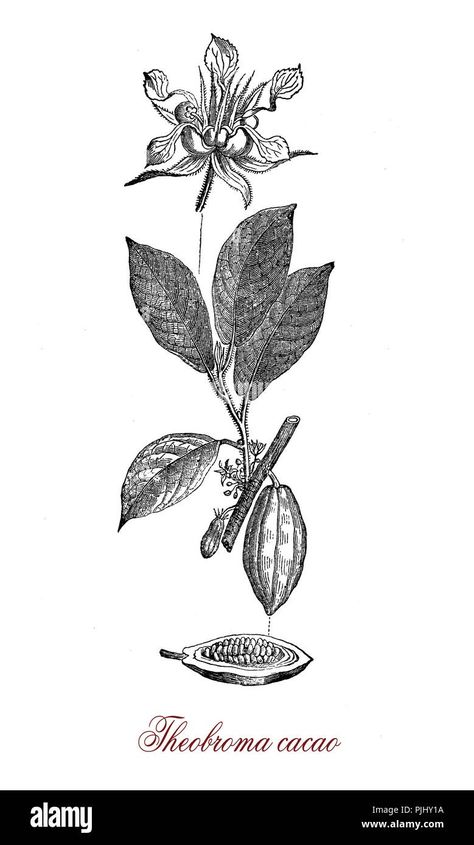 Download this stock image: Vintage engraving of cacao bean, flower and cacao tree botanical morphology.Its seeds,cacao beans, are used to make cacao mass, cacao powder, and chocolate. - PJHY1A from Alamy's library of millions of high resolution stock photos, illustrations and vectors. Cacao Tree, Image Vintage, Chocolate Flowers, Cacao Beans, Theobroma Cacao, Cacao Powder, Tree Tattoo, Flower Illustration, Lotus Flower Tattoo