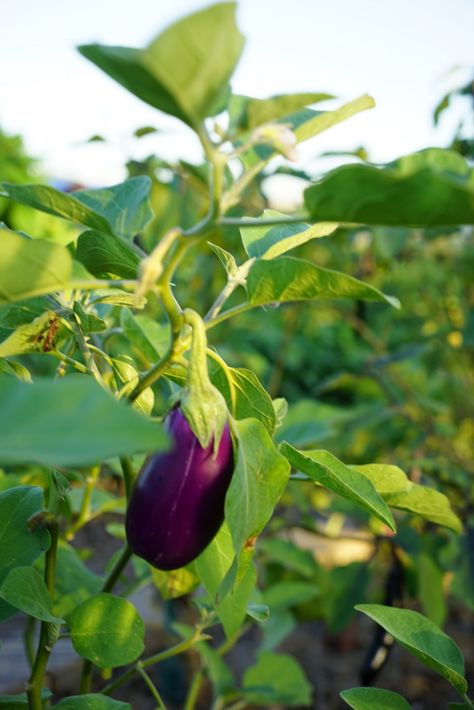 Eggplant Companion Plants, Eggplant Garden, Gardenary Garden, Grow Eggplant, Eggplant Benefits, Growing Eggplant, Eggplant Plant, Design Garden Ideas, Eggplant Seeds