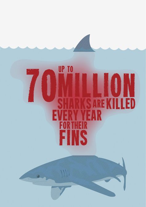 Cerca de 70 milhões de tubarões são mortos por ano pelas suas barbatanas Shark Finning, Save The Sharks, Shark Conservation, Shark Illustration, Shark Facts, Shark Bait, Save Our Earth, Save Our Oceans, Shark Fin