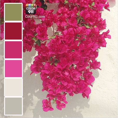 Sharing the luscious #colors of bougainvillea ! Find your #color #inspiration w the #Color911 #app www.Color911.com Bougainvillea Colors, Bougainvillea Wedding, Pink Flowers Wallpaper, Wedding Palette, Color Meanings, Coloring Apps, Wedding Color Palette, Bougainvillea, Painting Wallpaper