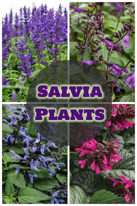 Salvia Plant Benefits, Sage Plants Perennials, Perennial Salvia Plant, Purple Sage Plant, Salvia Plant In Pots, Salvia Garden Design, Salvia Benefits, Potted Salvia, Salvia In Pots