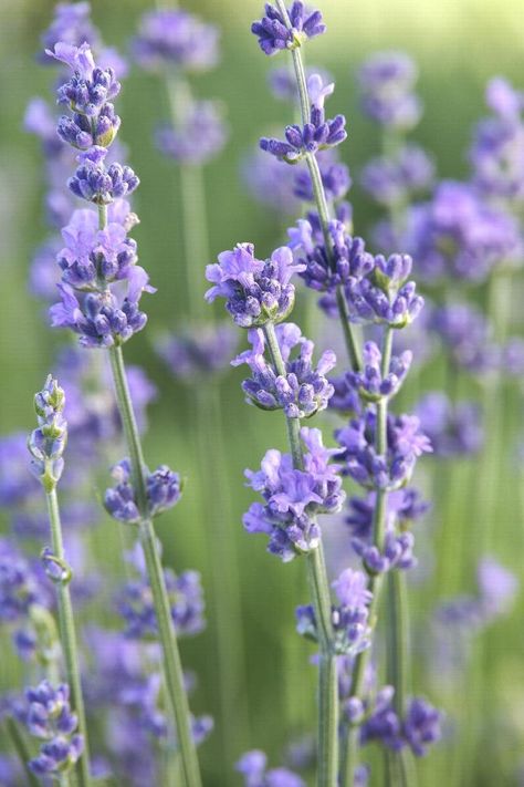 Colorful Perennials, Munstead Lavender, Lavender Hydrosol, Plant Palette, Lavender Plants, Container Planting, English Lavender, Dried Bouquet, Flowers Dried