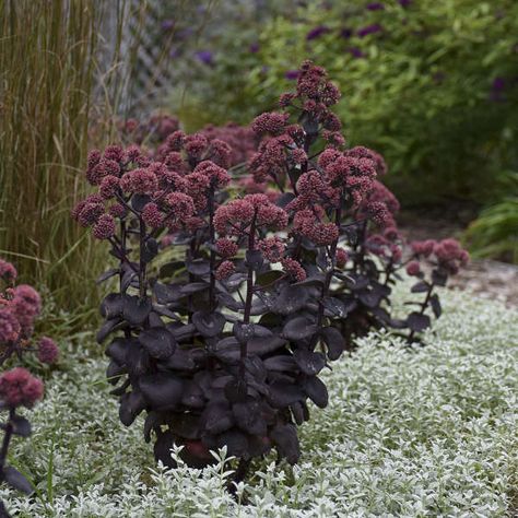 Night Embers Sedum, Homestead Landscape, Black Mondo, Dark Plants, Goth Garden, Gothic Garden, Black Garden, Unique Plants, Plant Pictures