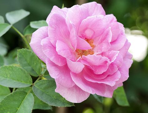 Rose Hedge, Puzzle Collection, Rosa Damascena, Rose Care, Pink Damask, Rose Varieties, Types Of Roses, Damask Rose, Planting Roses