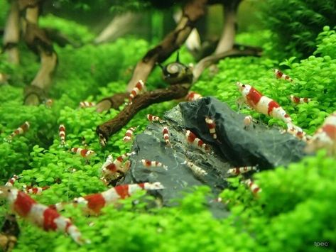 Pet Shrimp Aquarium, Shrimp Tank Aquascape, Shrimp Tanks, 5 Gallon Aquarium, Shrimp Aquarium, Pet Shrimp, Snail Tank, Red Bee, Baby Shrimp