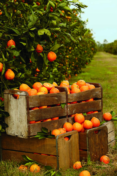 halegrove, hale groves, hale groves citrus, fresh from florida, florida fruit, citrus, oranges, Basket Of Oranges, Citrus Food Photography, Picking Oranges, Orange Picking, Citrus Fruits Aesthetic, Fruit Gift Baskets, Indian River Florida, Orange Pictures Fruit, Citrus Fruits Photography