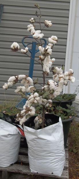 Growing Cotton In Containers How To Grow Cotton, Georgia Gardening, Homestead Business, Cash Crops, Spinning Cotton, Cotton Spinning, Growing Cotton, Small Trellis, Cotton Bolls