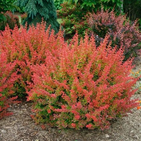 Barberry Bush Landscape Ideas, Orange Rocket Barberry, Deer Resistant Landscaping, Meadow Nursery, Barberry Bush, Ornamental Shrubs, Deer Proof Plants, Shrubs For Landscaping, Evergreen Landscape