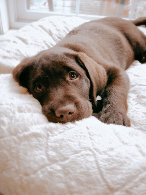 Labrador Puppy Chocolate, Chocolate Lab Puppies, Chocolate Labrador Retriever, Emotional Support Dog, Popular Dog Breeds, Labrador Retriever Puppies, Most Popular Dog Breeds, Chocolate Labrador, Labrador Retrievers