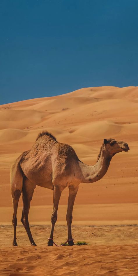 Aesthetic Animal Wallpaper, Camel Blazer Outfit, Camel Animal, Camels Art, Bactrian Camel, Animal Aesthetic, Wild Animals Photography, Desert Dunes, Desert Animals