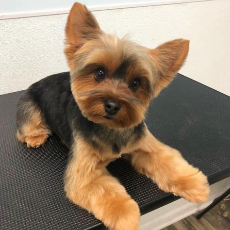 Yorkie Haircuts: Which is Best For My Pup? - K9 Web Puppy Yorkie Haircut, Different Yorkie Haircuts, Terrier Haircut Style, Cute Dog Haircuts, Yorkipoo Haircut, Male Yorkie Hairstyles, Yorky Haircuts, Short Yorkie Haircut, Yorkie Haircut Male