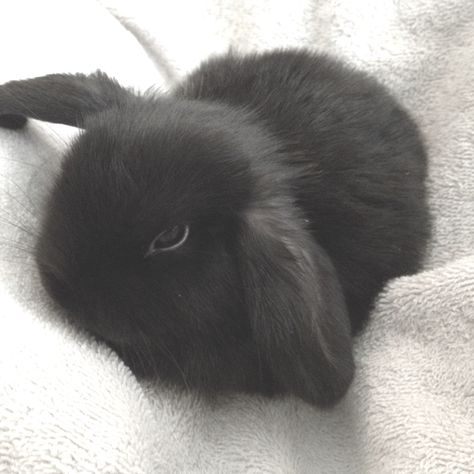 Goth Bunny Aesthetic, Dark Bunny Aesthetic, Black Bunny Aesthetic, Black Bunnies, Goth Bunny, Cute Bunny Pictures, Best Riddle, Black Bunny, Baby Bats