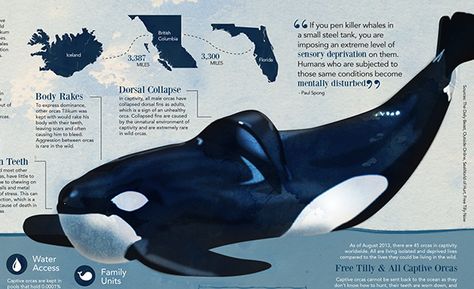 Tilikum on Behance Tilikum Orca, Ap Drawing, Orca Whale, Beluga Whale, Orca Whales, About Nature, Information Graphics, Marine Biology, Prehistoric Animals