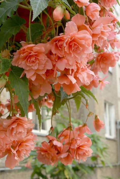 Tuberous Begonia, Growing Hydrangeas, Plant Problems, Landscaping Design, Fall Plants, Bedding Plants, Outdoor Plants, Hanging Baskets, Summer Flowers