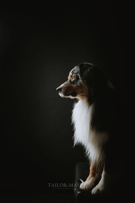 Dog Glamour Shots, Professional Dog Photos, Studio Dog Photography, Dog Studio Photoshoot, Dog Photography Indoor, Dog Studio Photography, Pet Photography Ideas, Dog Photography Ideas, Professional Dog Photography