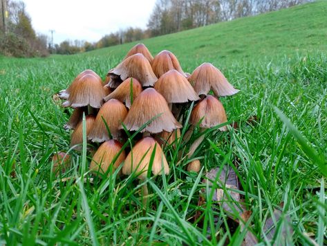 Lots of mushrooms in a field Field Of Mushrooms, A Field Of Sunflowers, Field Of Sunflowers, Sunflower Fields, Phone Call, Sunflower, Stuffed Mushrooms, Quick Saves