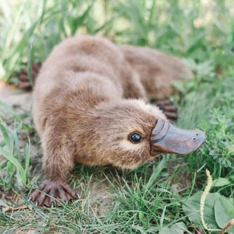 Nature, Platypus, Baby Platypus, Duck Billed Platypus, Animals Tattoo, Nature Aesthetics, Tattoo Nature, Funny Pigs, Wild Animals Pictures