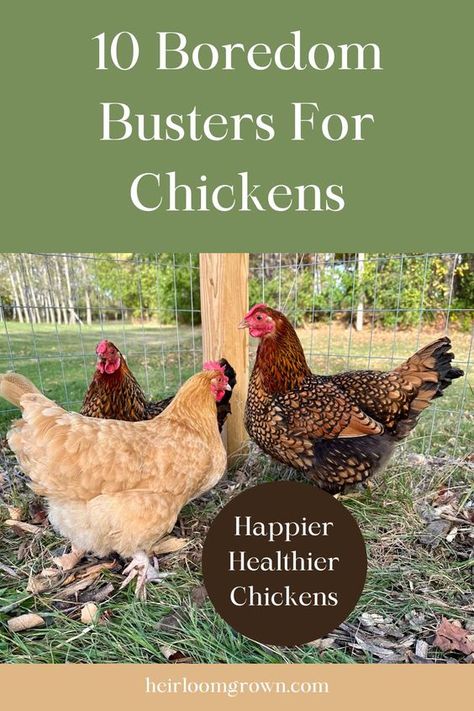 Diy Chicken Run Activities, Chicken Exercise Ideas, Fun Things For Chickens To Do, Boredom Busters For Chickens, Chicken Boredom Buster Diy, Chicken Boredom Buster Diy Toys, How To Entertain Chickens, Chicken Stimulation, Activities For Chickens