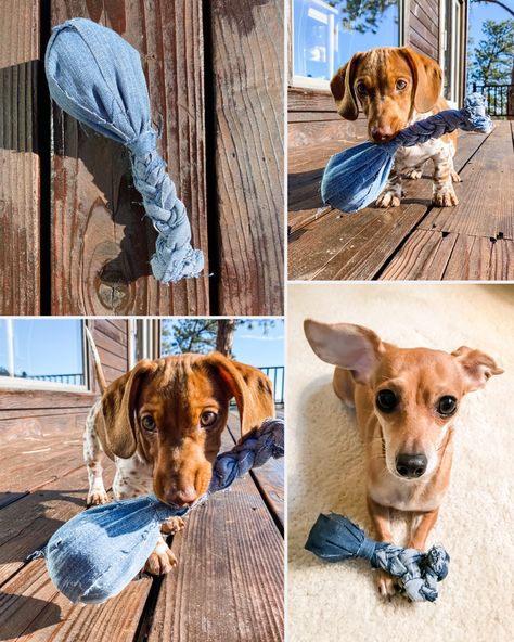 DIY Denim Turkey Leg Dog Toy Denim Dog Toys Diy, Denim Dog Toys, Pet Crafts, Turkey Leg, Dog Accesories, Diy Dog Toys, Sewing Tricks, Diy Denim, Dog Wreath