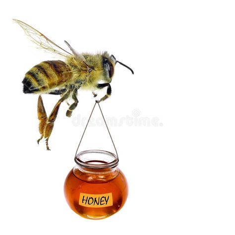 Honey Ads, Bee Flying, Copy Ads, Grey Parrot, African Grey Parrot, African Grey, Music Files, Honey Bee, Agriculture