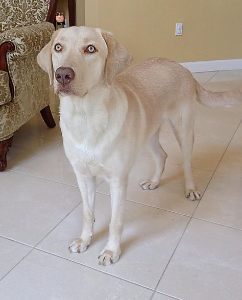 Weimeraner/Labrador Retriever - AKA "silver lab" Champagne Labrador Retriever, Champagne Labrador, Colour Reference, Dogs Tips, Silver Lab, Dog Varieties, Retriever Puppies, Lab Dogs, Most Popular Dog Breeds