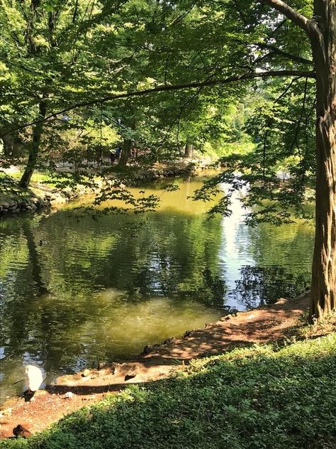 Into the wild 🍃 - Parco di Monza ( Italy ) Monza Italy, Monza Italy Aesthetic, Monti Italy, Monte Verde Cloud Forest, Monte Cassino Italy, Italy, Country Roads, Road