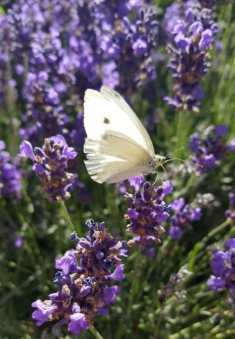 Butterfly On Lavender, Lavender Photo, Parking Spot, Lavender Farm, Easter Colors, Favorite Flowers, White Butterfly, Lavender Flowers, Wonderful Images