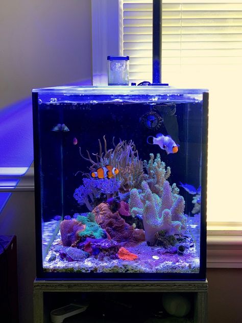 Cool Fish Tanks Ideas Unique, Fish Tank In Room, Reef Tank Ideas, Salt Water Aquarium Ideas, At Home Aquarium, Crystal Fish Tank, Aquariums Ideas, Saltwater Fish Tank, Beta Tank