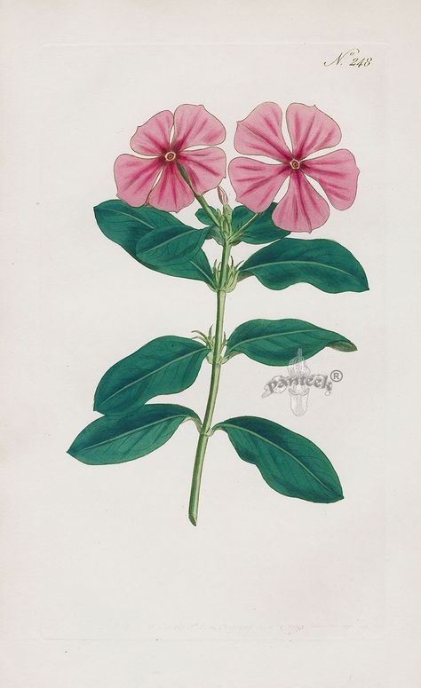 Vinca Rosea, Madagascar Periwinkle, Catharanthus Roseus, Pink Amaryllis, Periwinkle Flowers, Poster Nature, Botanical Illustration Vintage, Vintage Botanical Prints, Botanical Painting