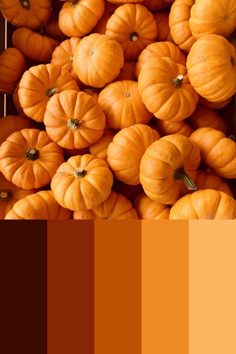 Pumpkin Colour Palette, Pumpkin Spice Color Palette, Pumpkin Color Palette, Food Color Palette, Fall Orange Color, Autumn Mood Board, Food Colors Palette, Halloween Moodboard, Body Type Clothes