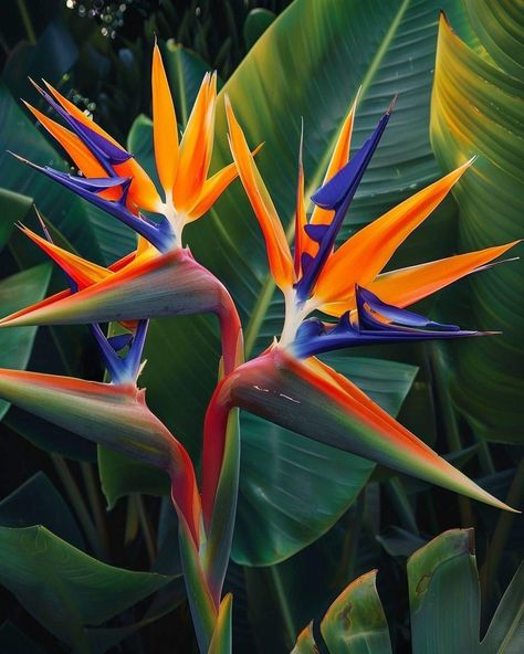 Strelitzia Flower, Amazon Birds, Strelitzia Reginae, Birds Of Paradise Plant, Bird Of Paradise Flower, Bird Of Paradise Plant, Tropical Flower Plants, Birds Of Paradise Flower, Bird In Flight