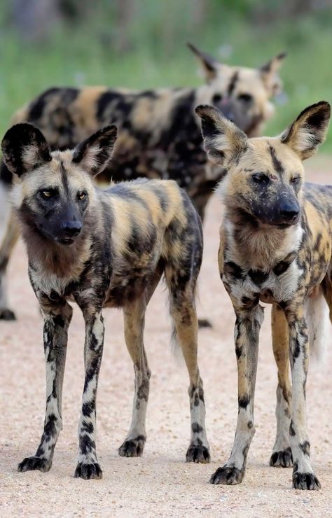 African wild dogs. #WildDogs #AfricanWildDog #Dogs #Animals African Dog, African Hunting Dog, Painted Dogs, Tattoo Animal, Painted Dog, Wild Dog, Africa Animals, African Wild Dog, Dog Pics