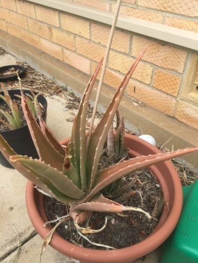 Propagate Aloe Vera, Aloe Plant Care, Aloe Vera Plant Indoor, Growing Aloe Vera, Aloe Vera Care, Plants Tips, Plant Problems, Aloe Plant, Aloe Vera Plant