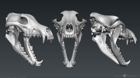 Skull Open Mouth, Open Mouth Drawing, Canine Skull, Dog Skull, Wolf Sketch, Skull Reference, Skull Model, Skull Sculpture, Wolf Skull