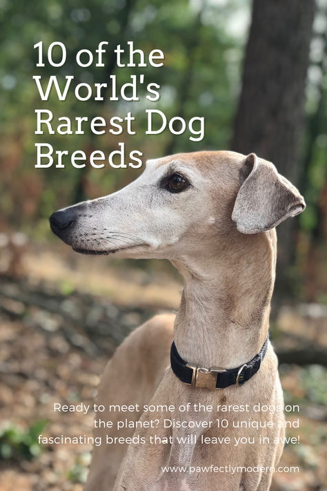 Are you a dog lover who's always on the lookout for something new and exciting? If so, you're in for a treat! In this post, we'll take a journey through the world of rare dog breeds and explore 10 of the most unique and fascinating dogs you may have never heard of. Elegant Dog Breeds, Rare Dog Breeds, Rare Dogs, Dog Lover, A Dog, Something New, Dog Breeds, Dog Lovers, Dogs