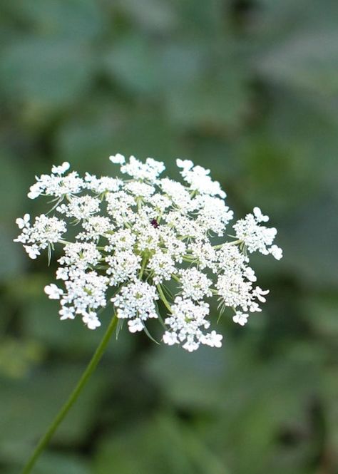 NOTE: CANNOT SHIP TO WASHINGTON. Sorry. Queen Anne's Lace is the wild form of our domesticated carrot. It will flower white. The flower, as it dries, turns into what looks like a bird's nest. This is a characteristic of Queen Anne's Lace. The root is long and white. It is a biennial plant (lives two seasons) but if you let it seed you will have more plants every year. Plant 3 feet apart. The seedling pictured is to show what Sweet Annie looks like when small. THESE ARE SEEDS.  Press seed onto moist soil and keep damp and in light until seeds sprout which is 14 to 21 days. Transplant into larger pot when seeds are about an inch tall. You may also sprinkle the seeds outdoors in early spring or in the fall for spring emergence. 100 seeds per pkg. Ammi Flower, Queens Anne Lace, Queen Anne Lace Flower, Queen Anne's Lace, Flower Identification, Queen Anne's Lace Flowers, Sweet Annie, Biennial Plants, Photography Inspiration Nature