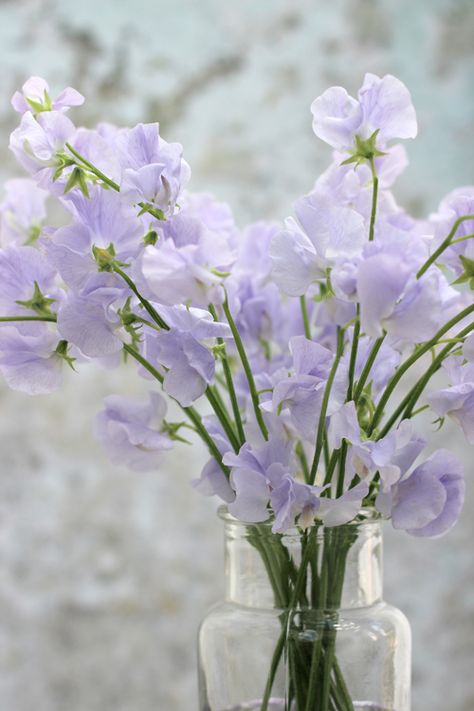 Creative with Flowers-# 42-Pale Purple Sweet Peas- Ingrid Henningsson-Of Spring and Summer Light Purple Wedding Flowers, Sweet Pea Wallpaper, Allium Flowers, Chanel Flower, Light Purple Flowers, Sweet Pea Flowers, Flower Guide, Pea Flower, Pale Purple