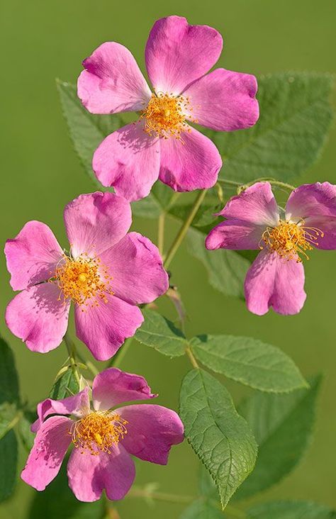 #rose #blossom #spring #wildflower #native #flower #bloom #pink #macro #closeup #nature #naturephotography #ArtForHealing #HealthcareDesign #fineartphotography #evidencedbasedart #wallart #vertical #artwork #interiordesign #photography #art #henrydomke  #rosa Prairie Rose, Prairie Flower, Rose Crafts, Rose Vines, Climbing Vines, Backyard Living, Backyard Projects, Butterfly Garden, Gate Design