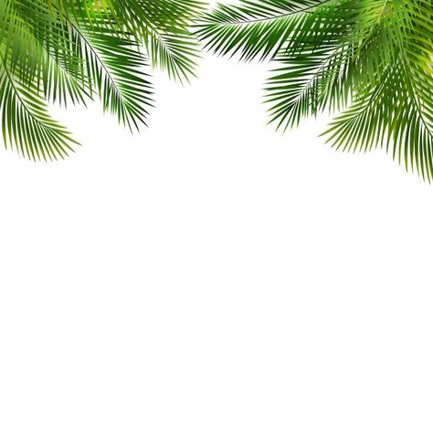 White Nature Background, Trending Background, Leave Background, Palm Leaf Background, Palm Leaves Background, Green Background Design, Green Nature Background, Green And White Background, Green White Background