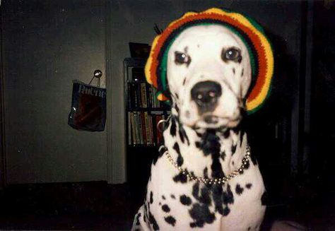 Lou dog <33 #rastafari #Loudog Lou Dog, Dalmatian