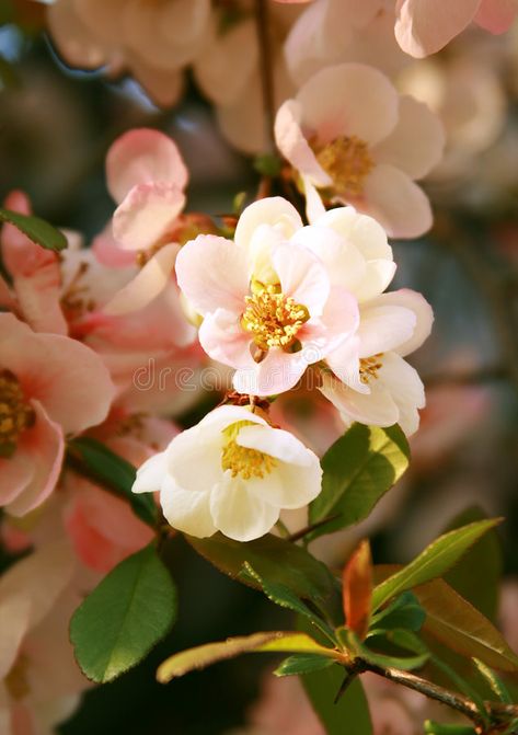 Image Cool, Peach Blossom Tree, Peach Blossom Flower, Tree Blossom, Apricot Tree, Red Spider Lily, Apricot Blossom, Peach Tree, Peach Art