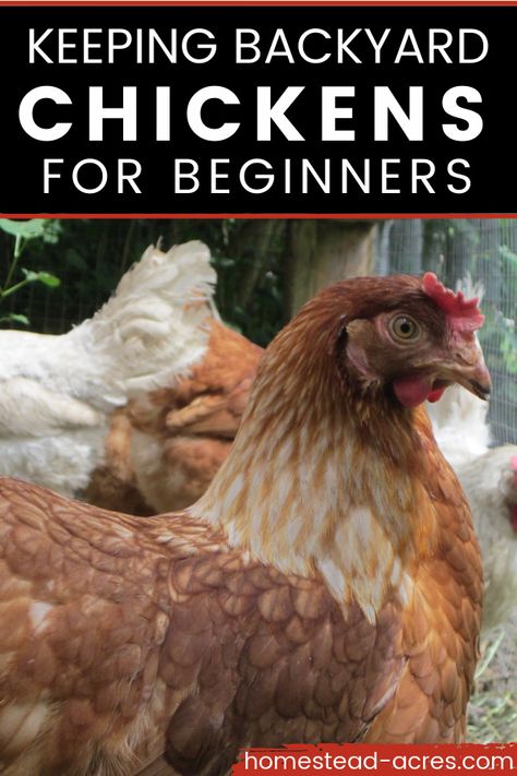 Brown chicken outside. Text overlay says Keeping Backyard Chickens For Beginners. Backyard Chickens Diy, Chickens For Beginners, Chickens For Eggs, Raising Meat Chickens, Urban Chicken Farming, Backyard Chicken Coop Plans, Egg Laying Chickens, Backyard Chicken Farming, Chicken Life