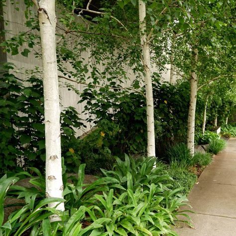 Betula – Birch Trees - Hello Hello Plants & Garden Supplies Silver Birch In Small Garden, Silver Birch Garden, Silver Birch Trees, Silver Birch Trees Small Garden, Silver Birch Tree Landscaping, Birch Trees Garden, Backyard Forest, Feature Tree, Silver Birch Tree