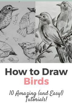 Pencil Drawing Birds Sketches, Kawaii, Birds To Draw Easy, Drawing Ideas Easy Doodles Sketches Inspiration, Step By Step Drawing For Adults, Drawing Birds Tutorial, Drawing Lessons For Adults, Acrylic Bird Painting Easy, How To Draw A Bird Step By Step Easy