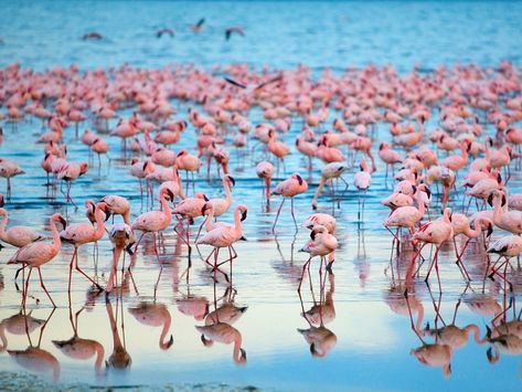 Lake Nakuru, Kenya Naivasha Kenya, Kenya Safari, Free Camping, African Animals, African Safari, Beautiful Lakes, Africa Travel, Luxury Vacation, Pink Flamingos