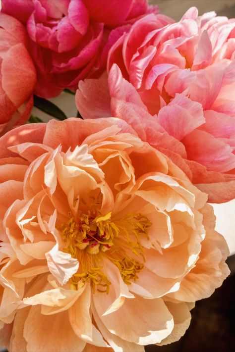 coral colored peonies Bubbles Photography, Paris Flowers, Rose Shoulder Tattoo, Peonies Season, Coral Peonies, Peony Bouquet Wedding, Peonies Bouquet, Home Tours, Coral Blue