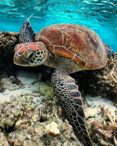 Turtle Iphone Wallpaper, Sea Turtles Photography, Sea Turtle Wallpaper, Turtle Tank Setup, Sea Turtle Pictures, Turtle Wallpaper, Iphone Wallpaper Hd, Ocean Turtle, Fauna Marina